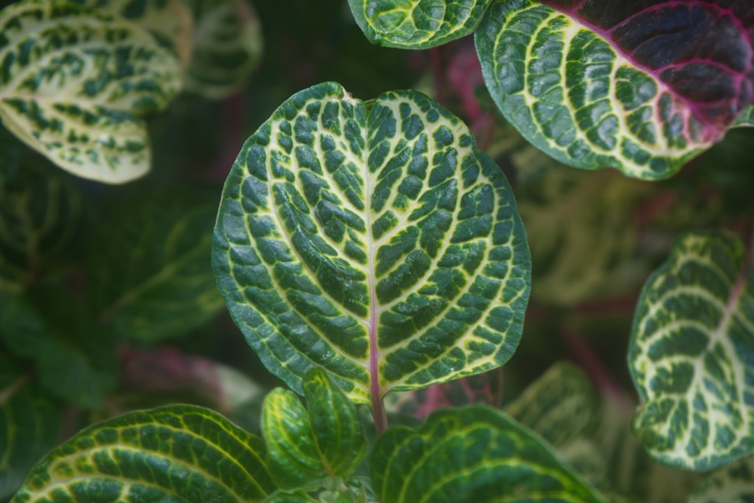 Photo plant disease prevention